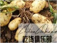 克山马铃薯(克山土豆)