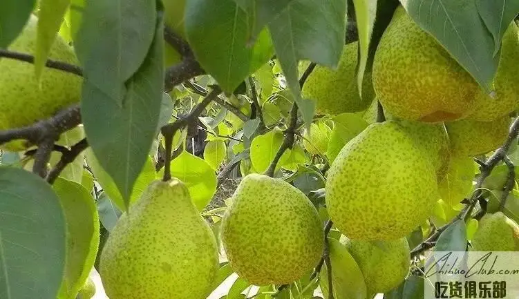 Laiyang Pear