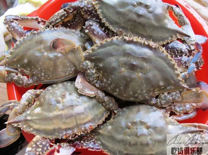 Laizhou Swimming Crab