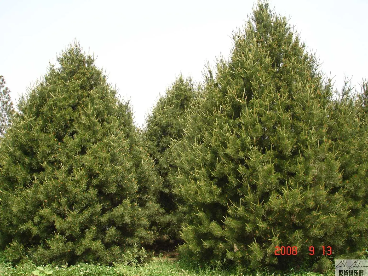 Lantian white pine