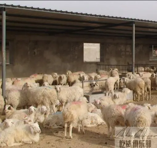 涝河桥羊肉(清真)