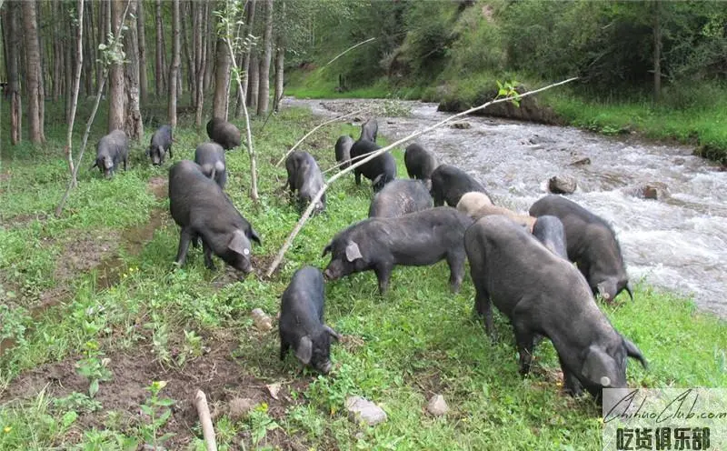 Ledu Tibetan Pig