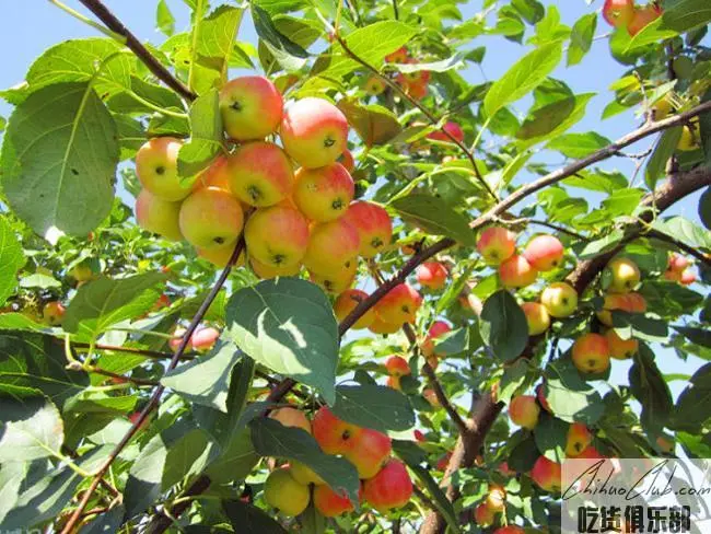 Ledu Chinese Pear-leaved