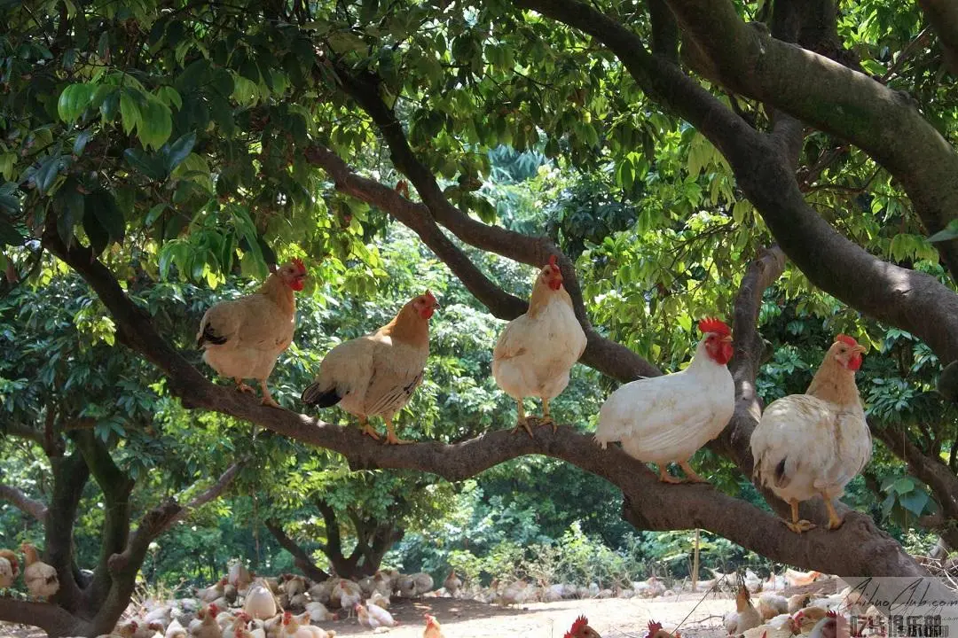 Gazebo chicken