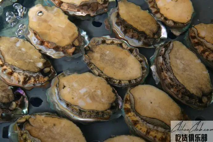 Lianjiang abalone