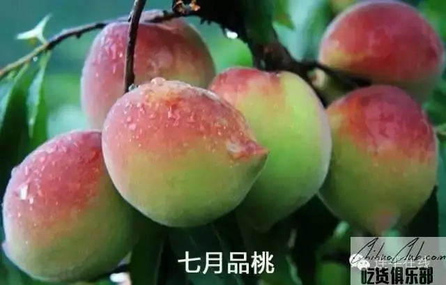 Lianping eagle mouth Peach