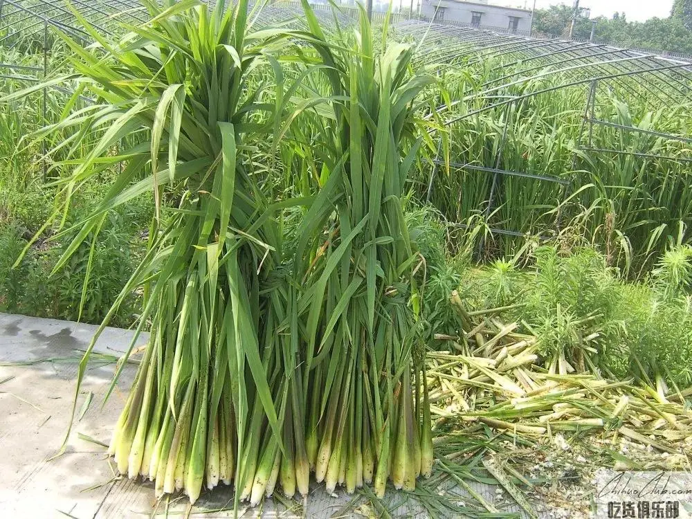 Liantang Water bamboo