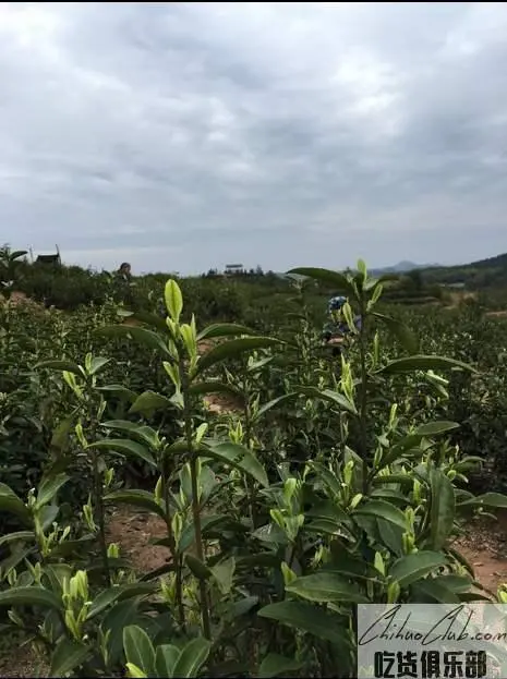 黎川白茶