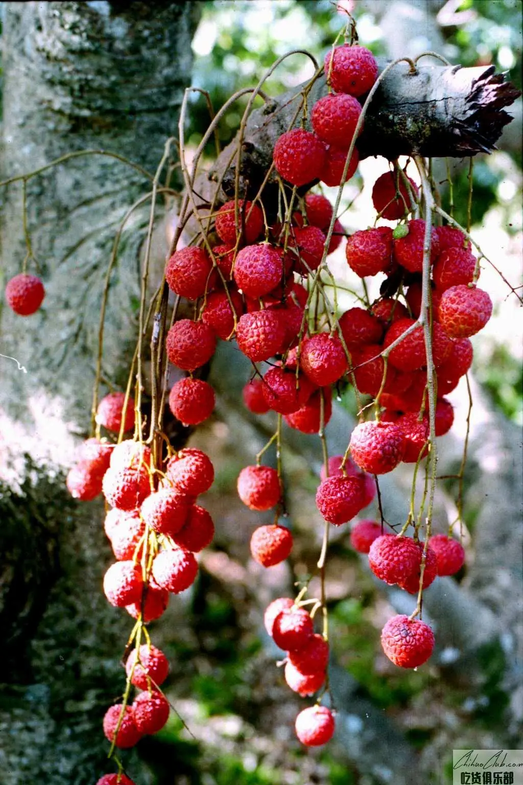 Lingshan Litchi