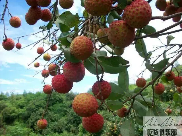 陵水荔枝