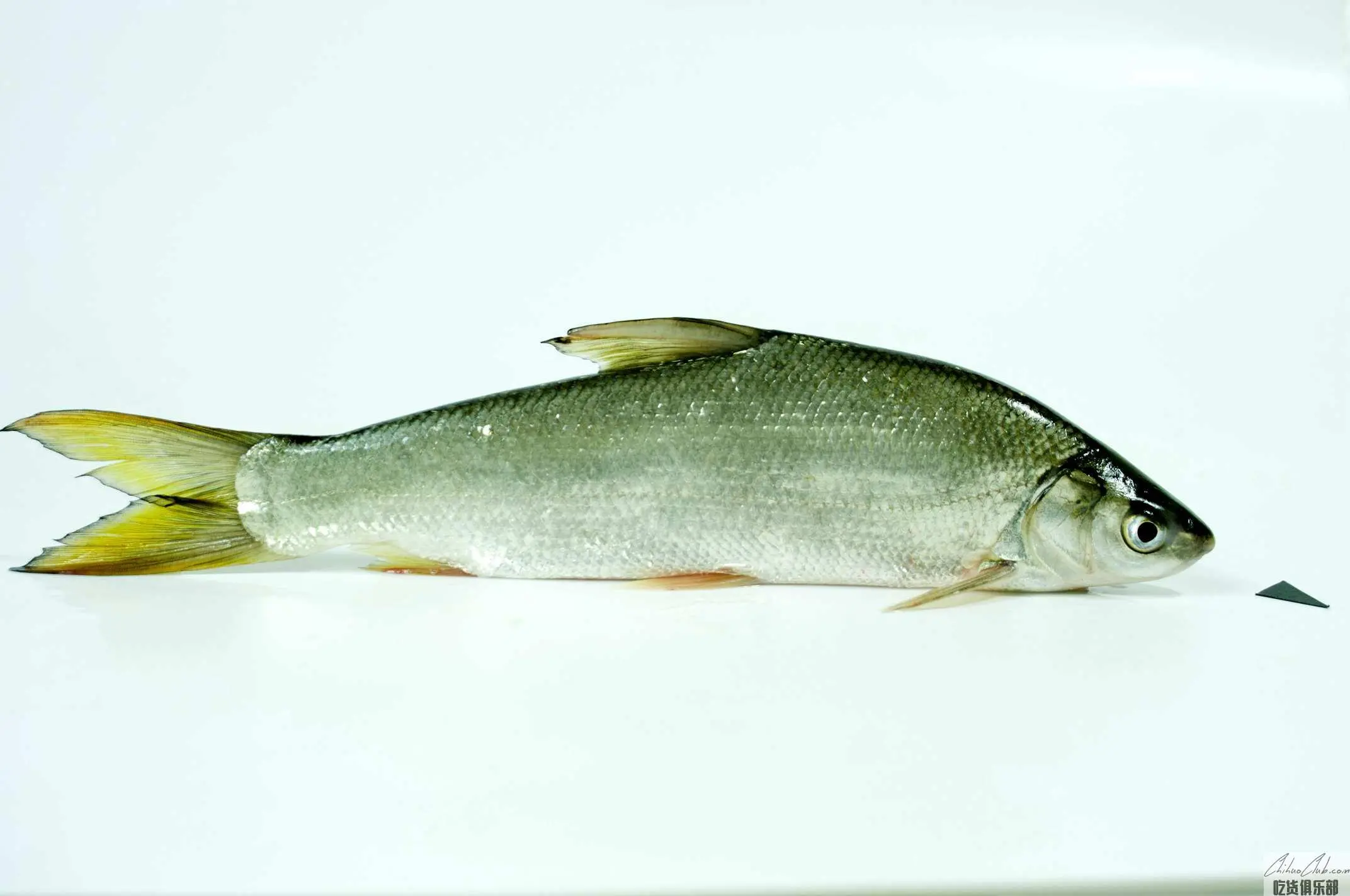 Linli yellow croaker