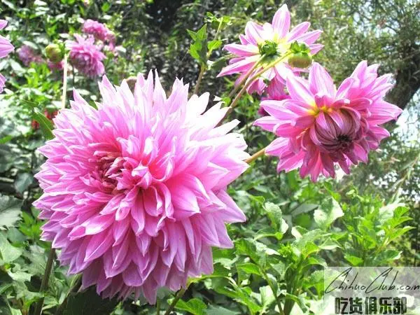 Linyi Dahlia