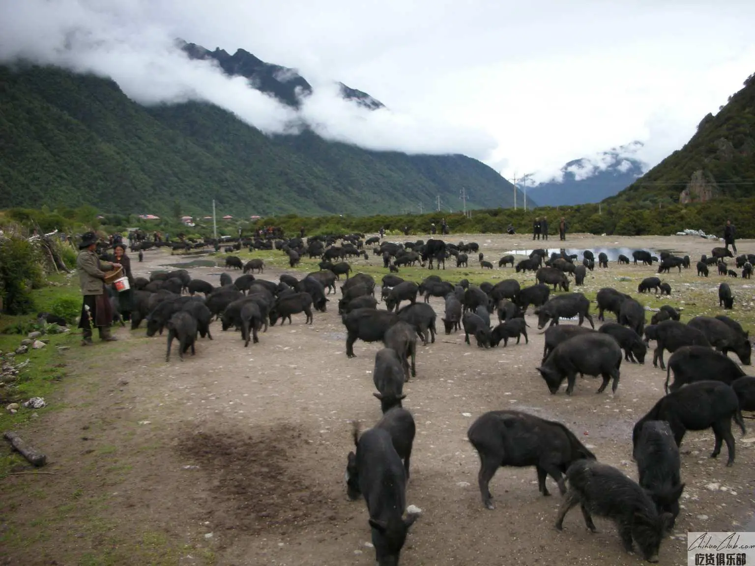 Linzhi Tibetan pig