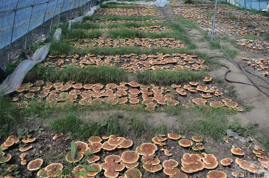 Linzhi glossy ganoderma