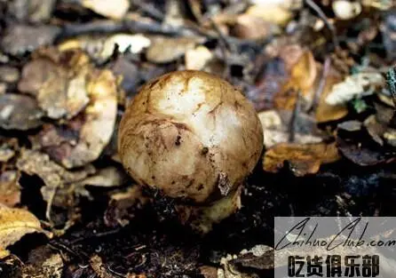 Linzhi Matsutake