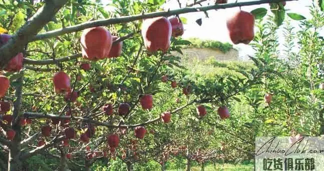 Lixian apple