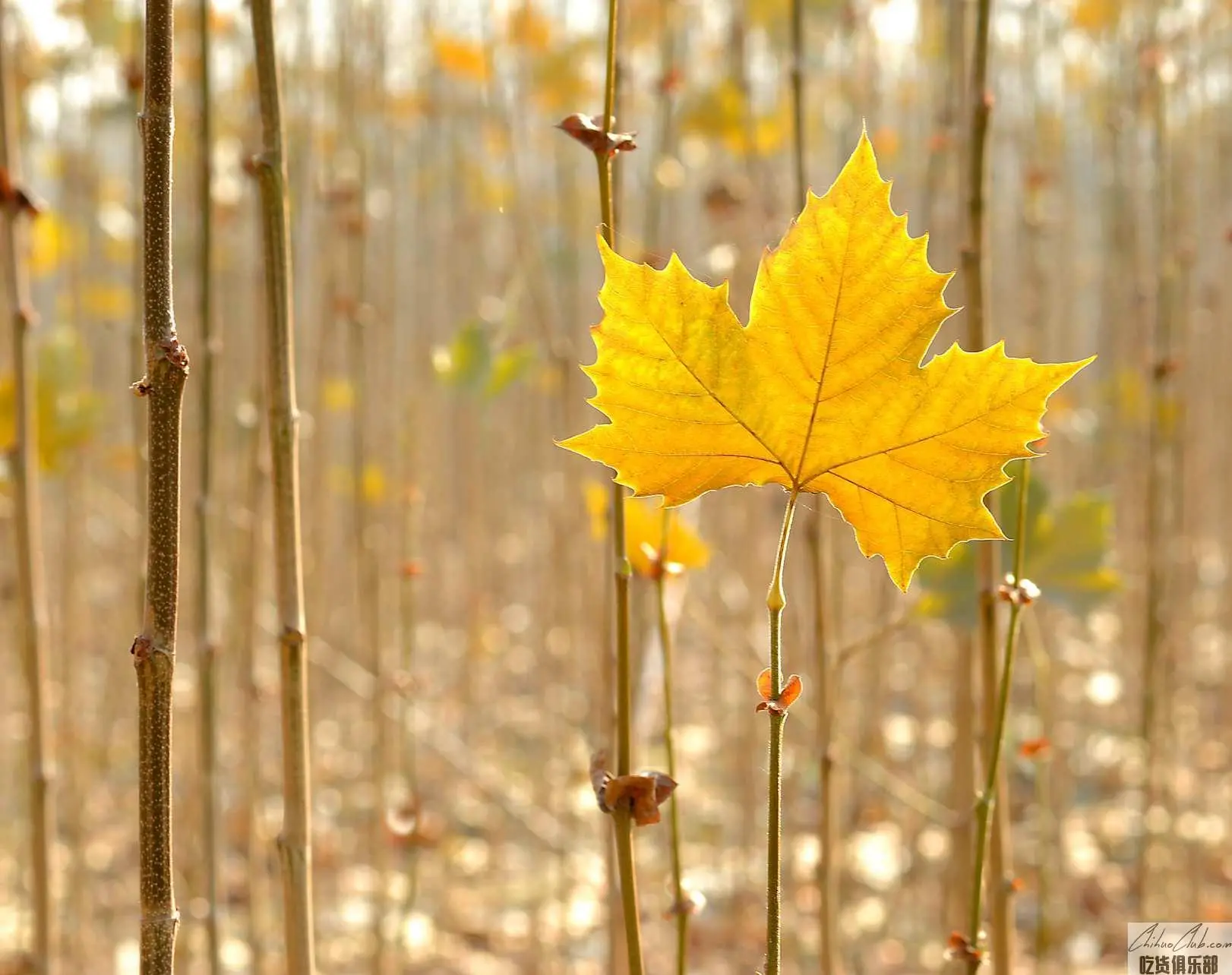 Li Ying platanus