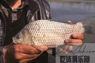 龙池鲫鱼