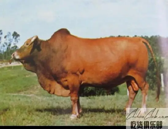 隆林黄牛