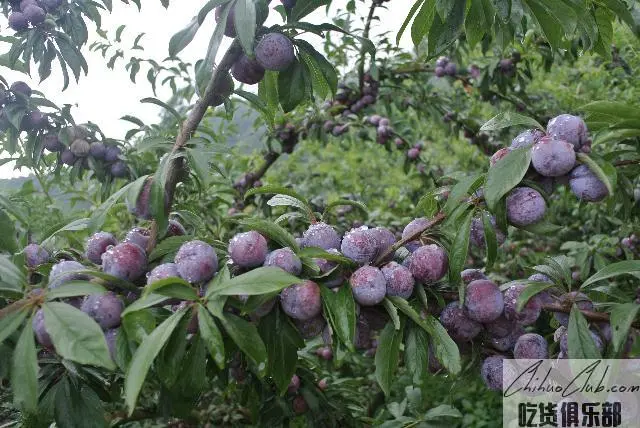 龙滩珍珠李