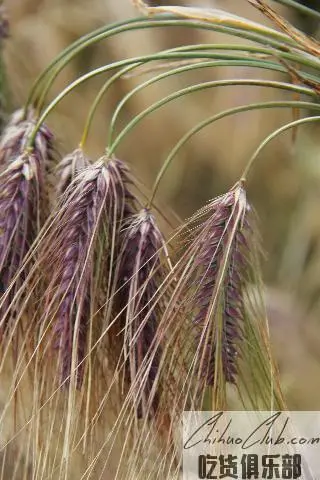 Longzi black barley