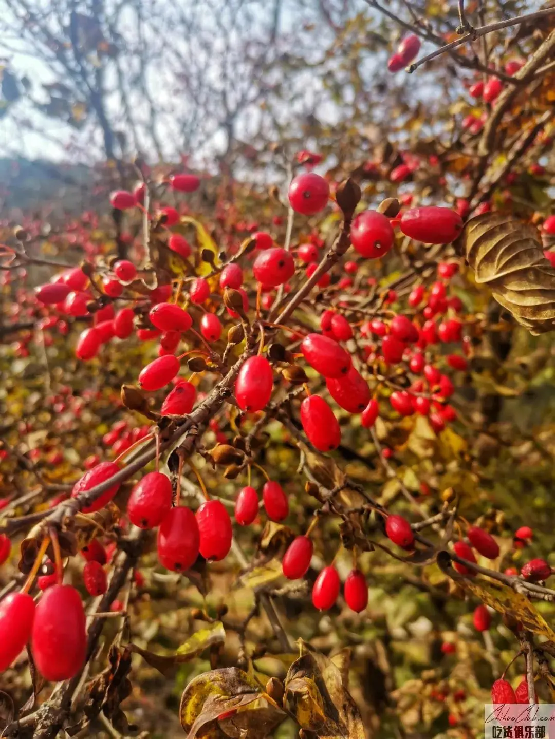 栾川山茱萸