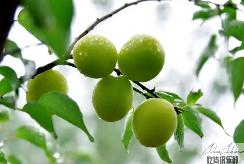 Lu He Green Plum