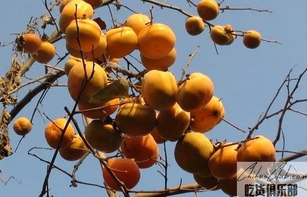 Luotian sweet Persimmon