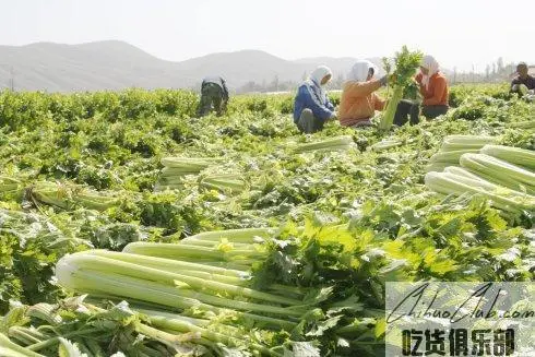 鹿邑芹菜