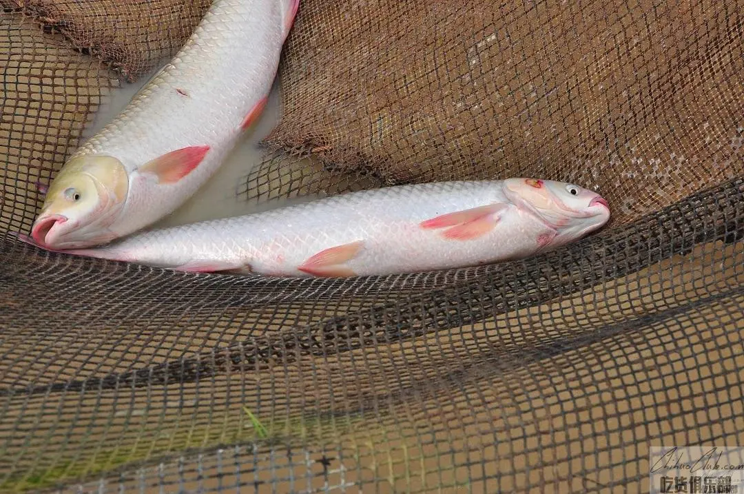 Mai Xi grass carp