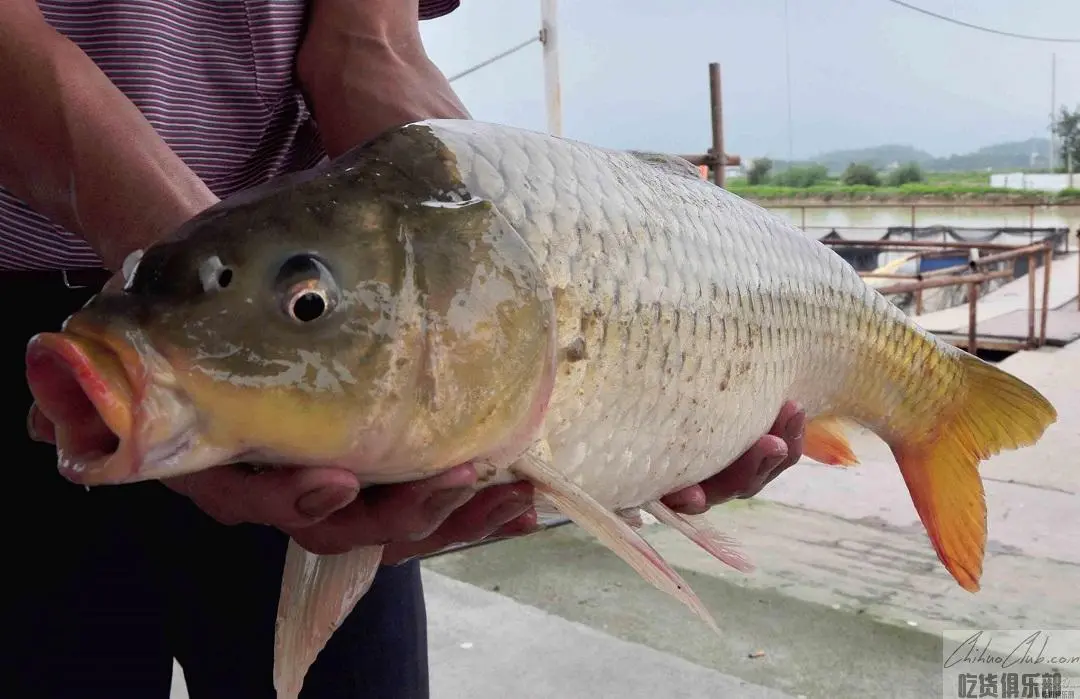 Mai Xi carp