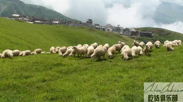 马楠半细毛羊