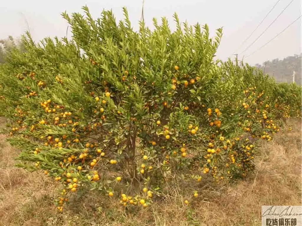 Mashui Orange