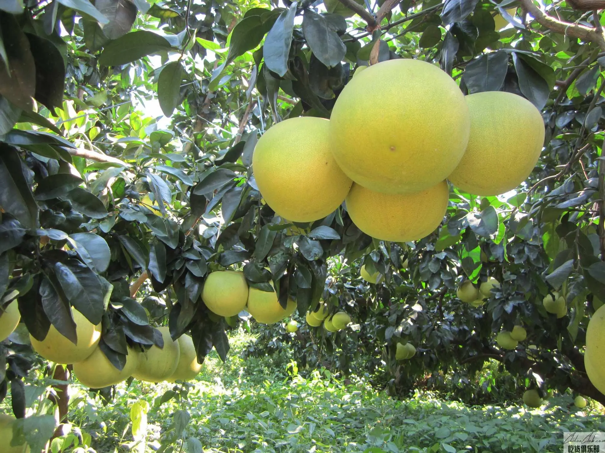 Meizhou Golden Pomelo