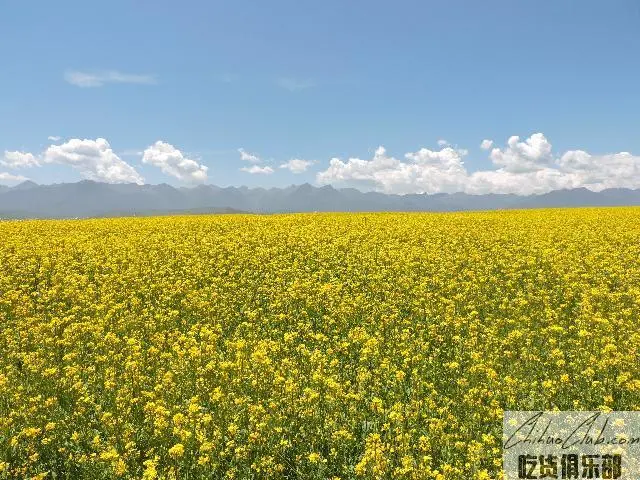 门源小油菜籽