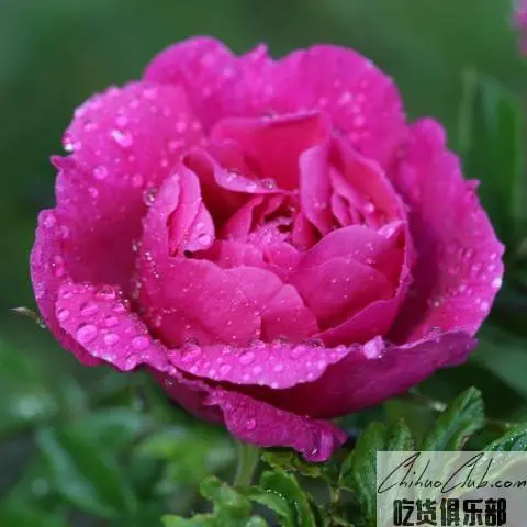 妙峰山玫瑰