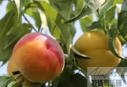 妙西黄桃