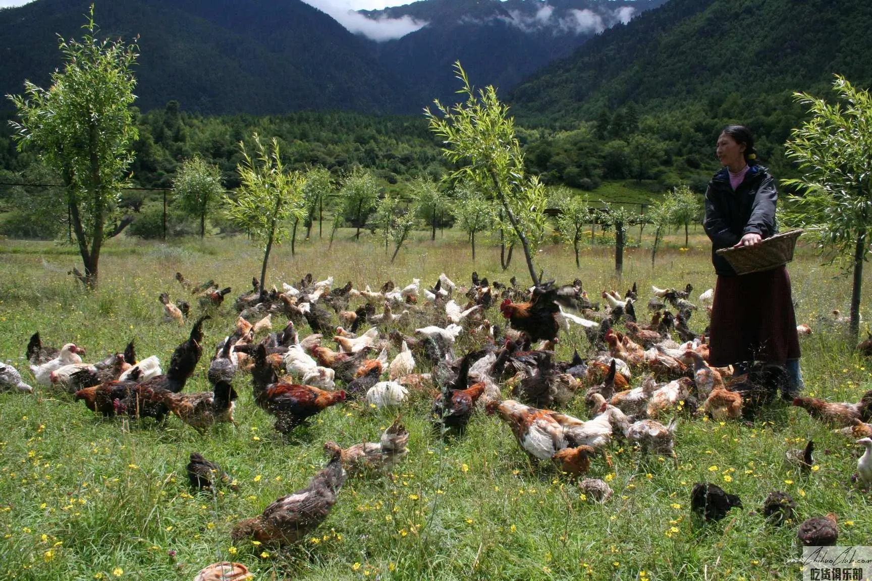 Milin Tibetan Chicken