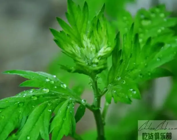 明光艾草