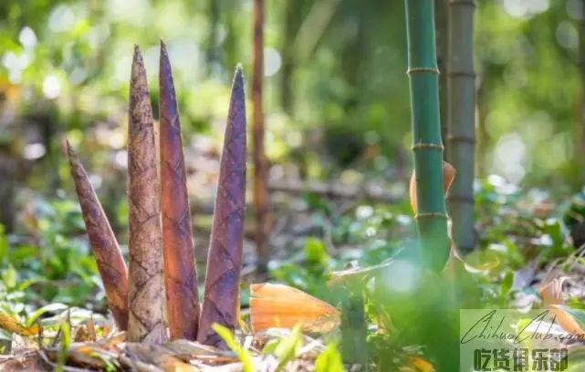 Nanchuan Bamboo Shoots