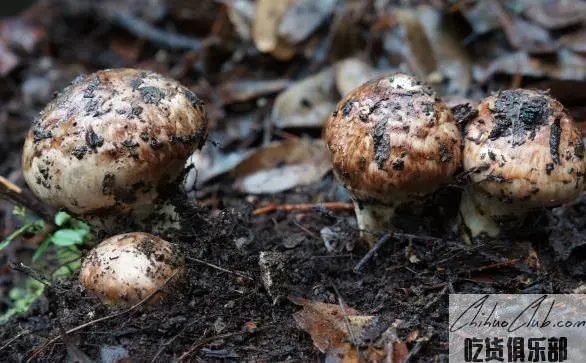 Nanhua Matsutake