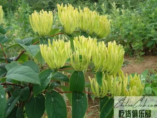 Nanjiang honeysuckle