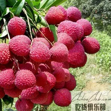 Nanshan Litchi