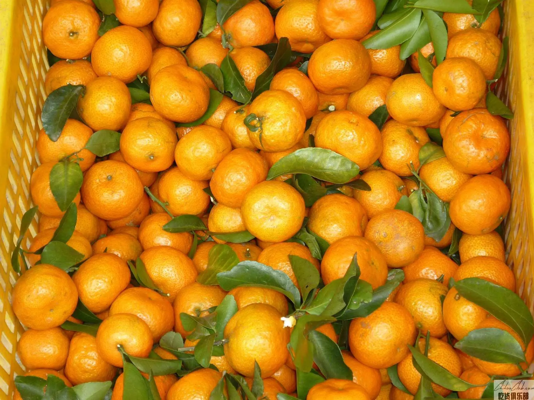 Nanshengsha Tangerine