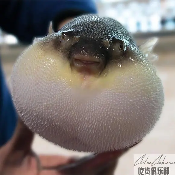 Nantong Yangtze River puffer Fish (culture)