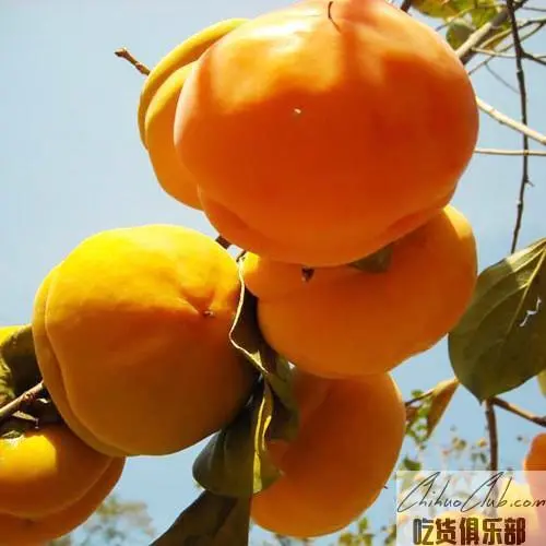 Panshan millstone Persimmon