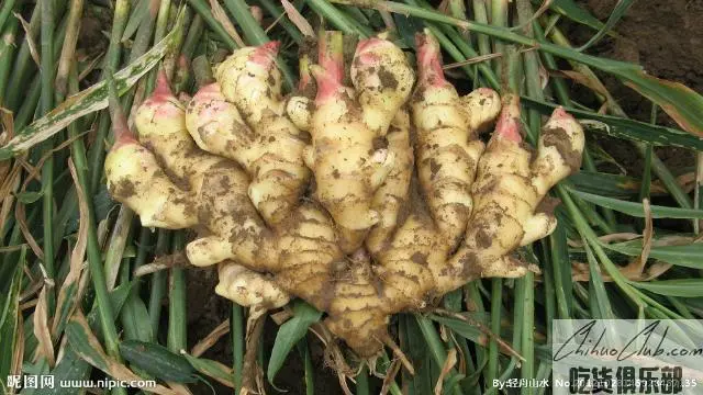 Pantao Ginger