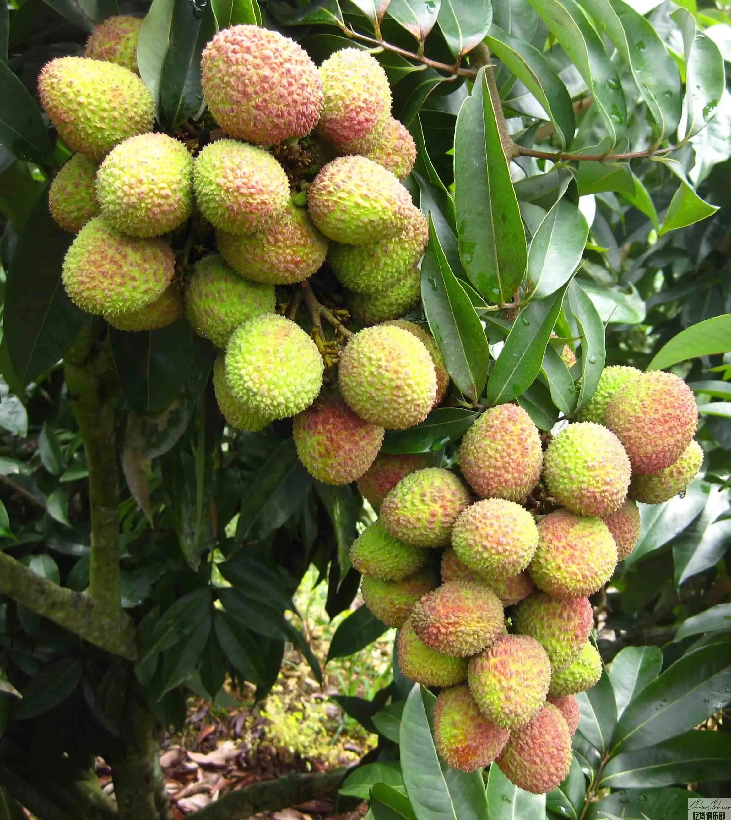 Pingbian Litchi