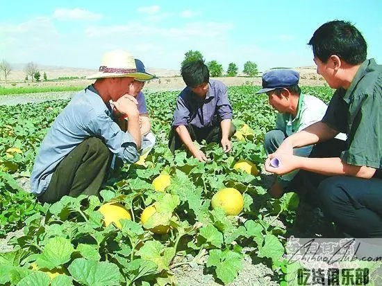 平川甜瓜