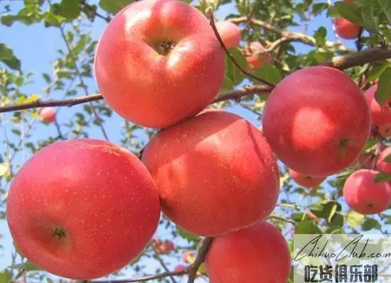 Pingliang golden fruit